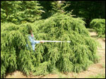6 weep Hemlock