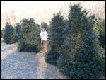 ilex meservae blue princess