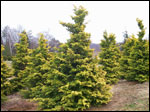 ilex opaca grace hybrid