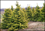 ilex opaca grace hybrid