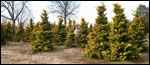 ilex opaca grace hybrid