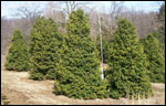 ilex opaca grace hybrid