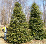 ilex opaca grace hybrid