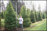 ilex opaca grace hybrid