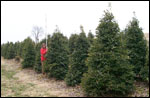 ilex opaca grace hybrid