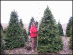 ilex opaca grace hybrid
