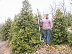 ilex opaca grace hybrid