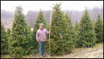 ilex opaca grace hybrid