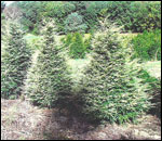 Tsuga 'Gentsch White'