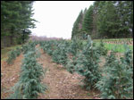 field of 4-5 foot oregon blue lawsons