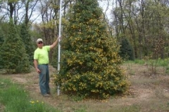 ilex opaca during spring leaf shed