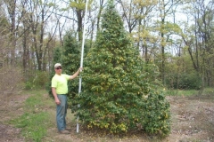 ilex opaca during spring leaf shed