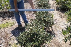 Yak rhododendron