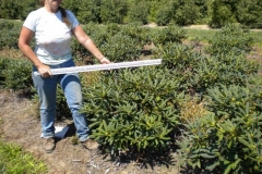 Edith Pride rhododendron