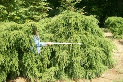 weeping hemlock