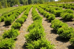 Boxwood Field