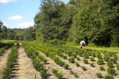 Boxwood fields