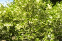 Chionanthus in bloom