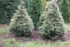 Gentsch White Hemlock