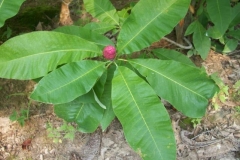 Tripetla Magnolia leaf seed pod