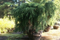 Weeping Hemlock