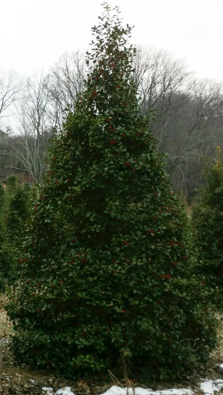 Winter Hardiness Orlando Pride Nursery