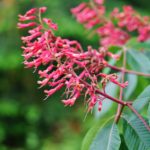 Red Buckeye