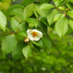 Stewartia