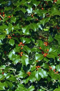 grace hybrid holly